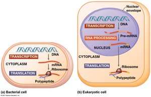 Transcription and translation in prokaryotic and eukaryotic cells