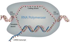 RNA polymerase synthesizing mRNA from DNA template