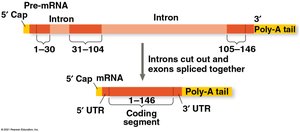 RNA splicing: introns removed, exons joined