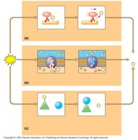 ATP in cellular work