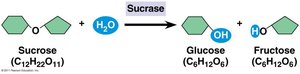 Enzyme lowers activation energy