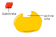 Enzyme and substrate diagram