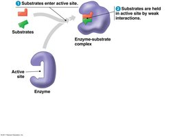 Enzyme-substrate complex formation