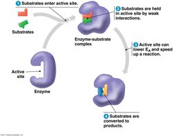 Enzyme catalytic cycle