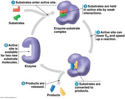 Enzyme catalytic cycle continued