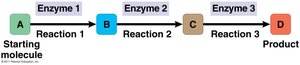 Metabolic pathway diagram