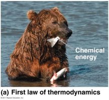 First law of thermodynamics: bear eating fish
