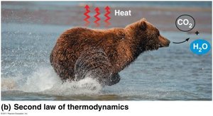Second law of thermodynamics: bear running, heat released