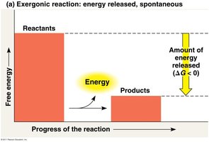 Exergonic reaction graph