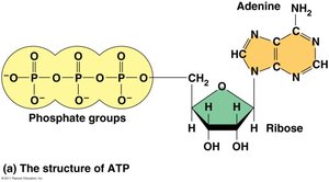 Structure of ATP