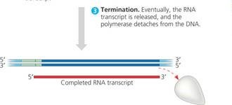 Termination phase of transcription