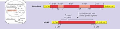Pre-mRNA processing: capping, splicing, poly-A tail