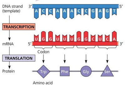 Diagram showing DNA to mRNA to protein flow