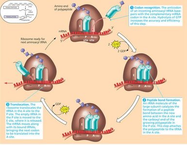 Translation initiation: mRNA and tRNA binding