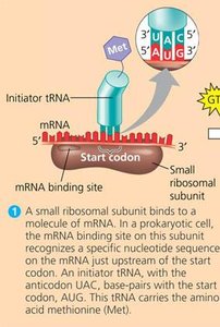 Translation initiation complex formation