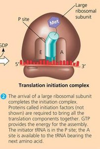 Translation elongation: codon recognition, peptide bond formation, translocation
