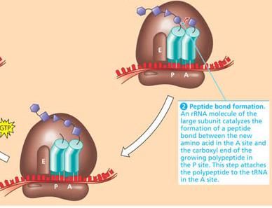 Translocation during elongation