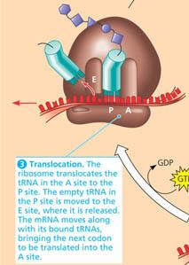 Translation termination: release of polypeptide