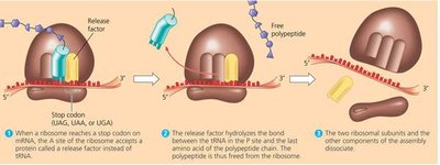 Ribosome dissociation after translation