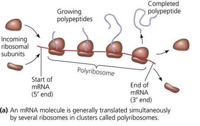 Polyribosome structure: multiple ribosomes on one mRNA