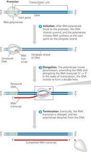 Transcription process overview