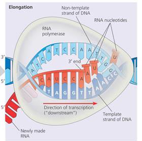 Elongation phase of transcription