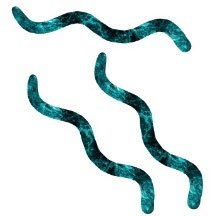 Spirillum morphology