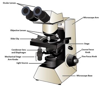 Labeled diagram of a compound light microscope