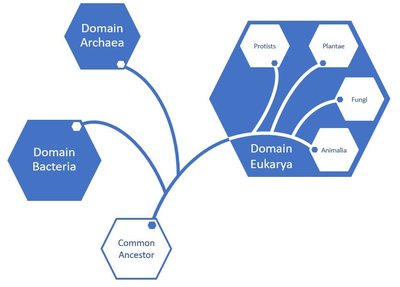 Diagram of domains of life and eukaryotic kingdoms
