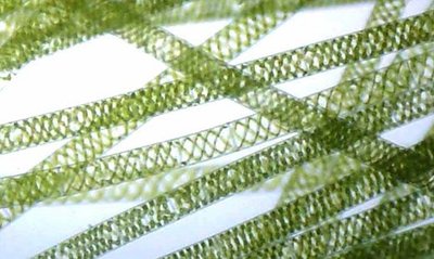 Microscope image of Spirogyra crassa