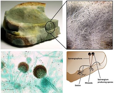 Images and diagram of Rhizopus stolonifer