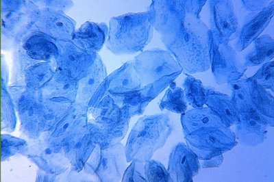 Microscope image of human cheek cells