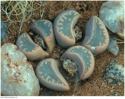 Lithops, a xerophytic plant adapted to arid environments