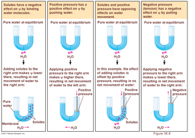 Effects of solutes and pressure on water potential