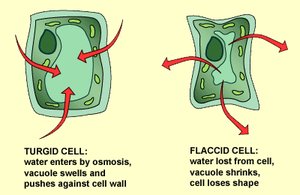 Turgid vs. flaccid plant cells