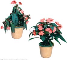 Wilting and recovery in potted plants