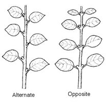 Diagram of alternate and opposite phyllotaxy