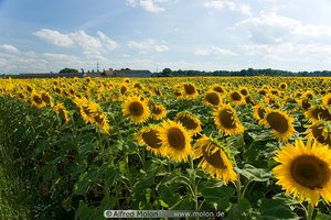 Field of sunflowers with leaves oriented toward the sun