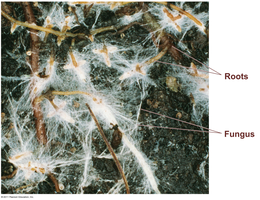 Roots with mycorrhizal fungi