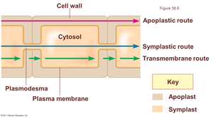 Diagram of apoplastic, symplastic, and transmembrane routes
