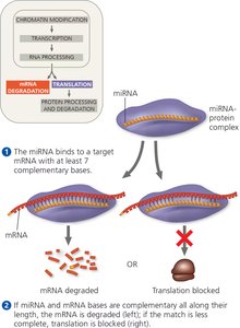 Regulation of gene expression by microRNAs (miRNAs)
