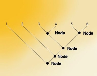 Diagram showing nodes on a phylogenetic tree