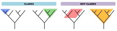 Diagram distinguishing clades from non-clades