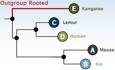Phylogenetic tree showing outgroup rooting