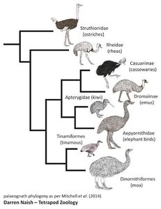 Cladogram of flightless birds