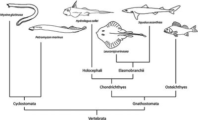Cladogram of vertebrate fishes