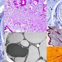 Various connective tissue types under microscope