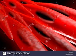 Smooth muscle cells under microscope