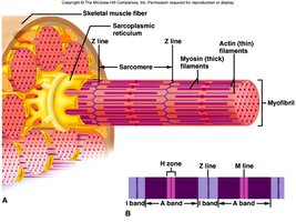 Diagram of skeletal muscle fiber structure