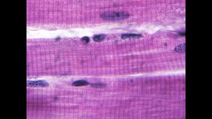 Skeletal muscle tissue under microscope
